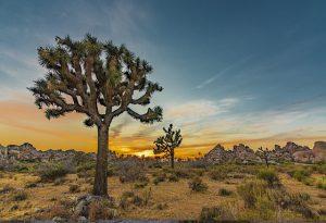 פארק לאומי ג'ושוע טרי (Joshua Tree National Park)