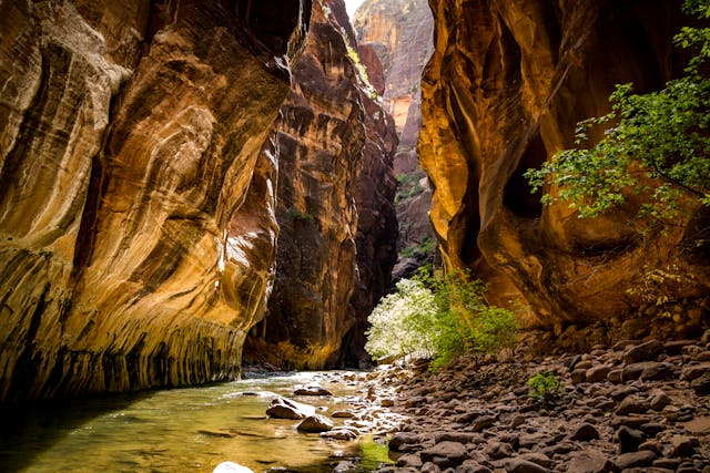 זאיון פארק מסלול השביל הצר (The Narrows)